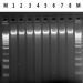 Figure 6. DNA Isolated From Plant Tissue