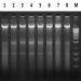 Figure 8. DNA was Isolated from 1 x 10^6 HeLa Cells