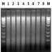 Figure 11. High Quality DNA Isolated from Preserved Stool Samples