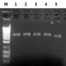 Figure 3. High Quality of Plasmid DNA