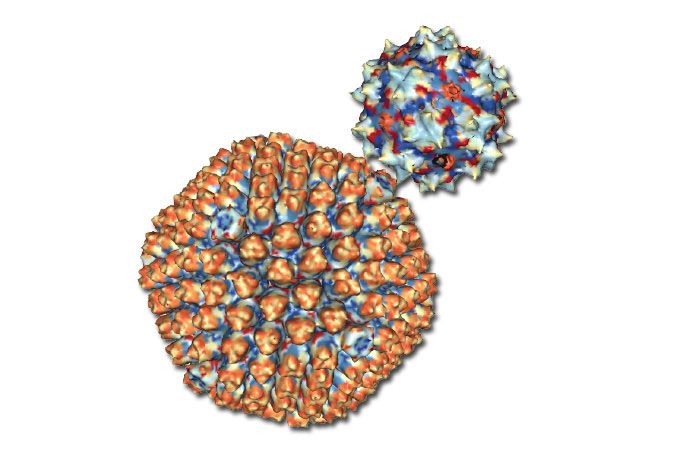 Adeno-associated virus (AAV)