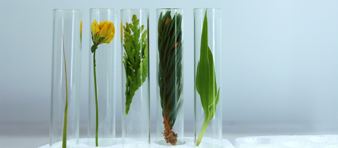 plants in test tubes